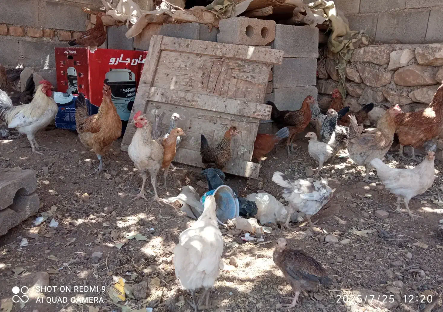 فروش ۳۰ عدد مرغ بومی اصل|حیوانات مزرعه|لردگان, |دیوار