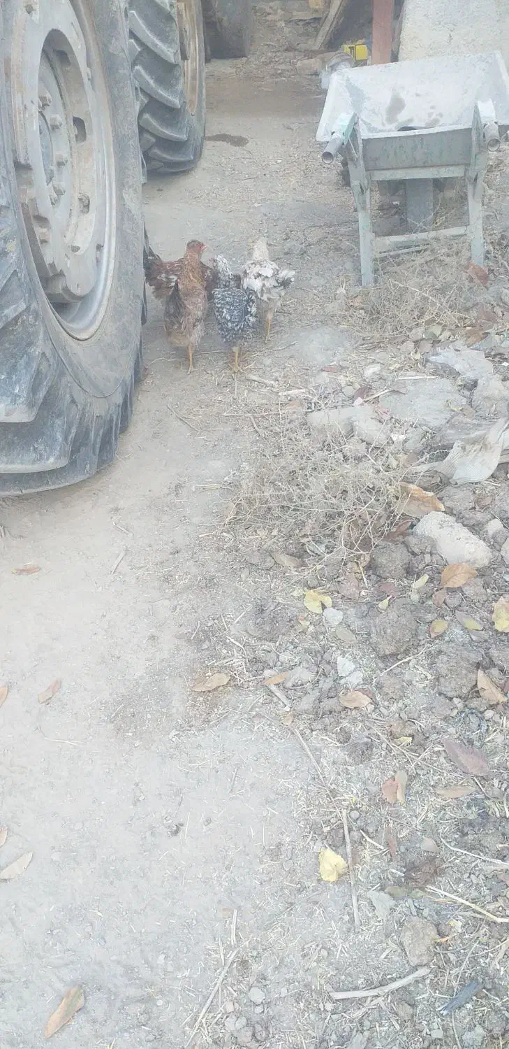 مرغ و خروس|حیوانات مزرعه|فولادشهر, زاینده رود|دیوار