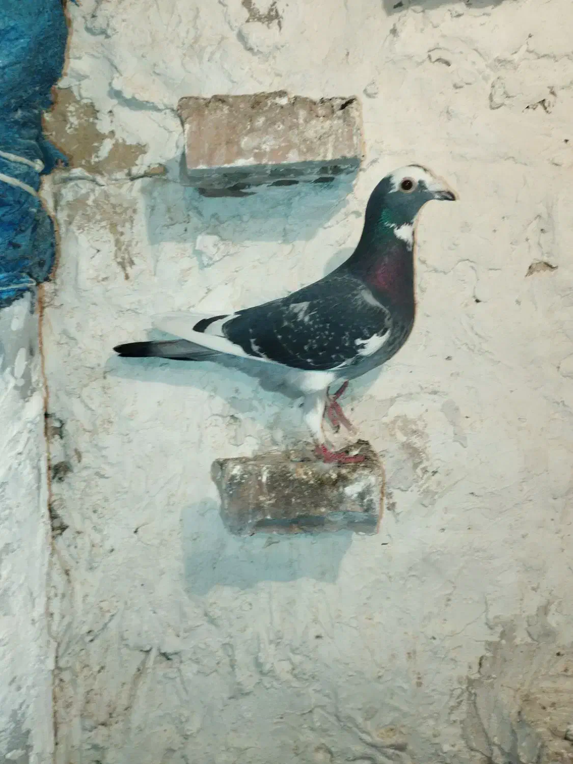 کفتر|پرنده|کدکن, |دیوار