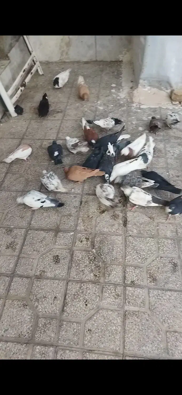 کفتر|پرنده|شیراز, کوشک میدان|دیوار