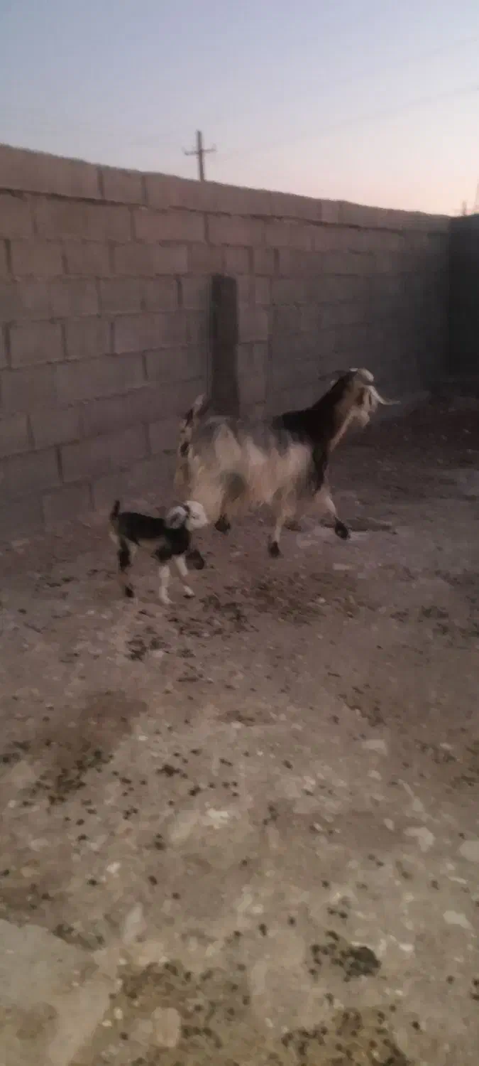 بز وبزغاله|حیوانات مزرعه|دهلران, |دیوار