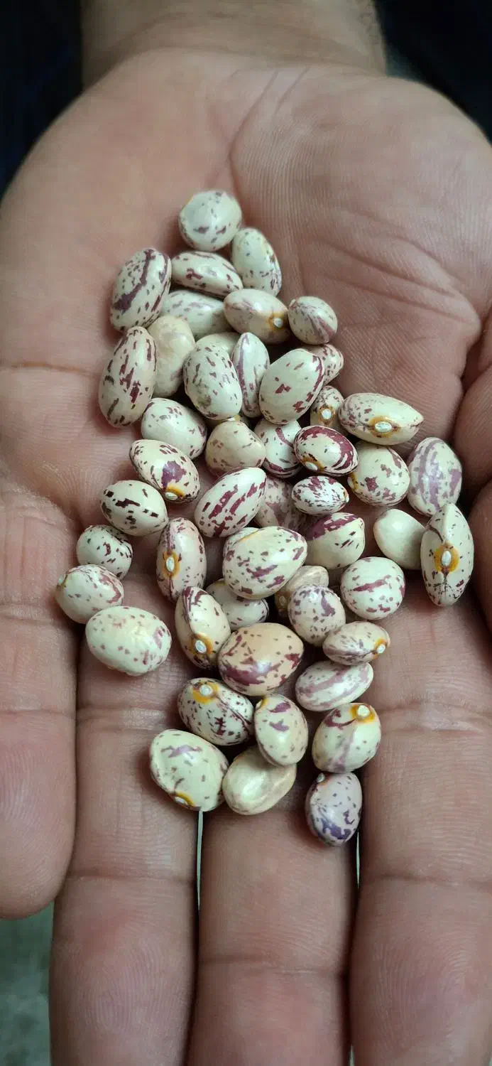 لوبیا چیتی درجه یک بوجاری شده|خوردنی و آشامیدنی|شیراز, ملاصدرا|دیوار