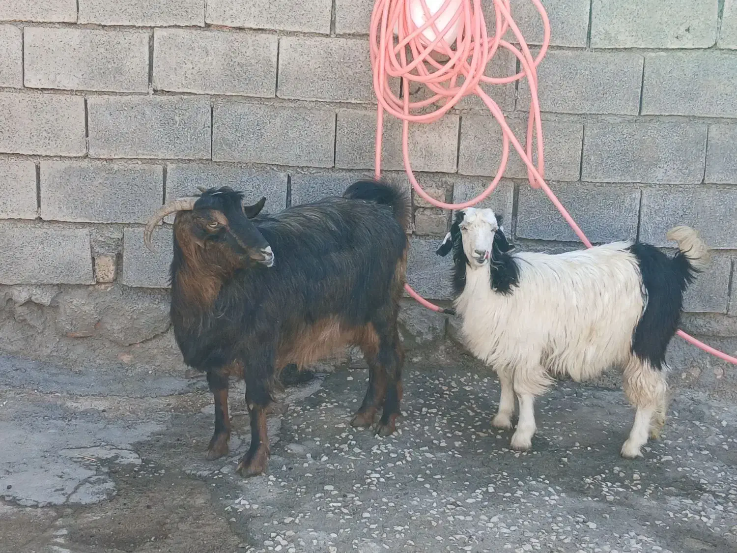 ۲بزآبستن +بزغاله های سالم و چاق+بز نر جوان وچاق|حیوانات مزرعه|دالاهو, |دیوار