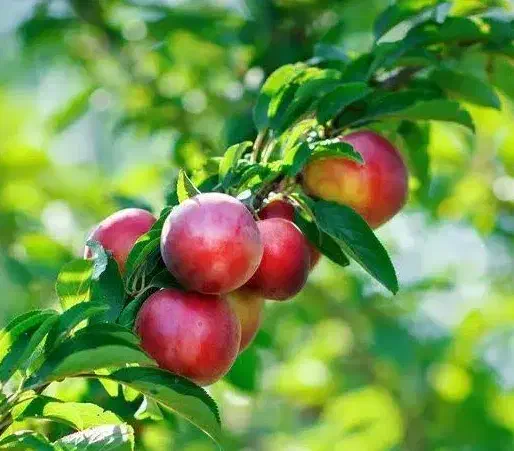 تولید و عرضه نهال شلیل اناری|خدمات باغبانی و درختکاری|کیار, |دیوار