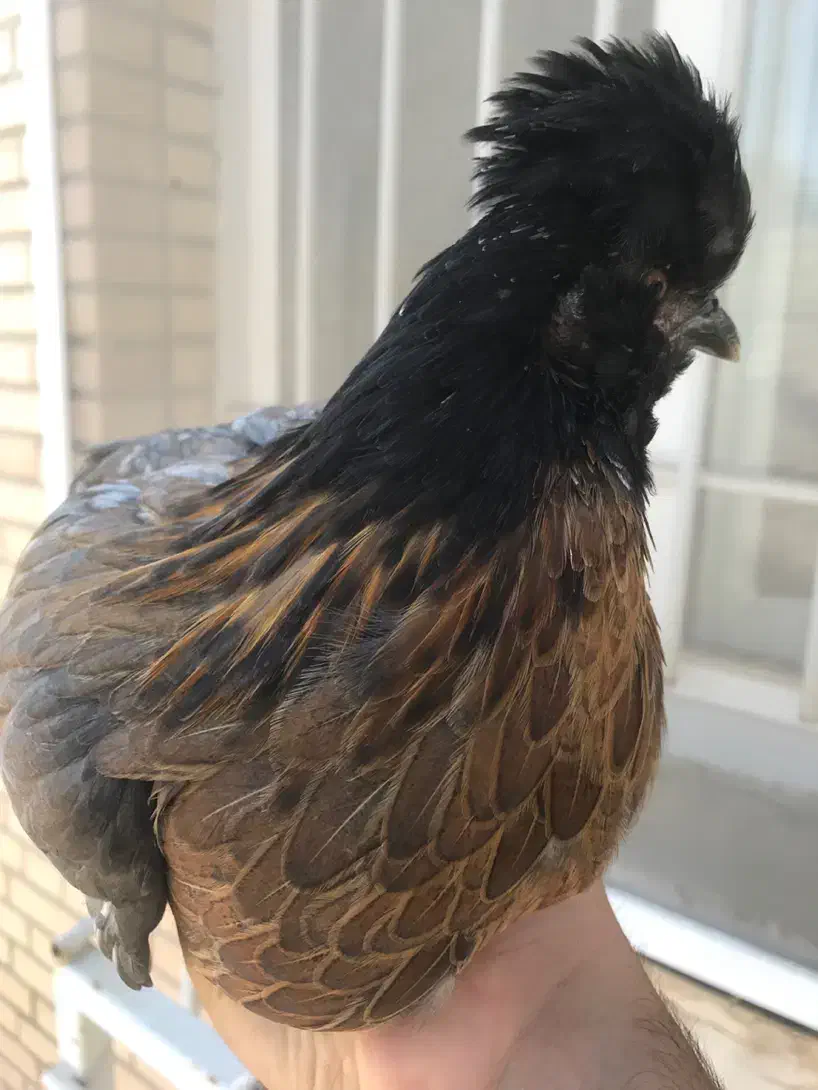 جوجه مرغ نژاد سلطان رنگ سیاه|حیوانات مزرعه|جم, |دیوار