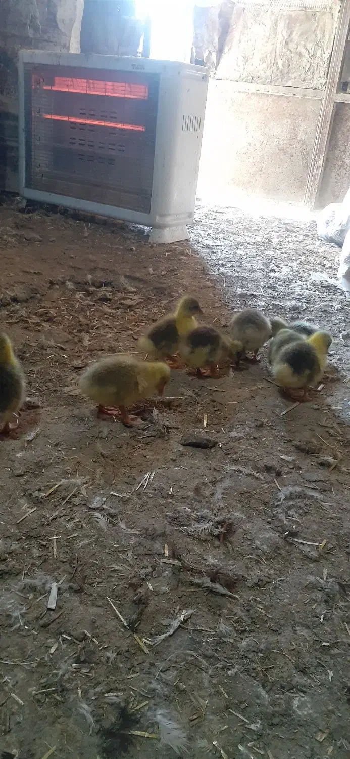 جوجه غاز|حیوانات مزرعه|سرشیو, |دیوار