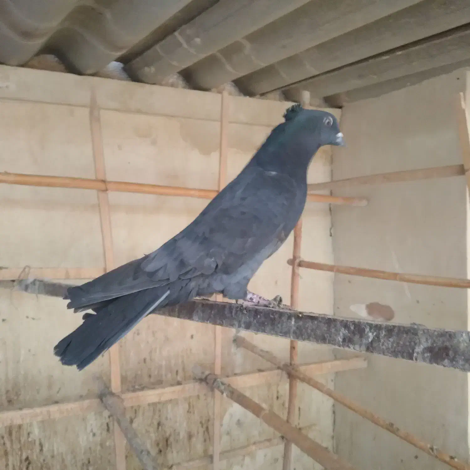 کبوتر کفتر|پرنده|قم, نخودی|دیوار