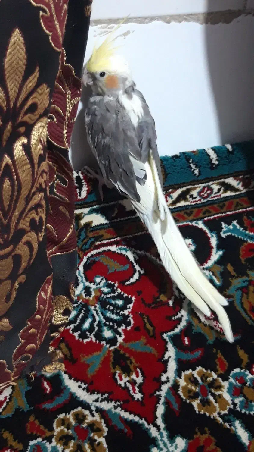 عروس هلندی ماده|پرنده|قم, شهرک امام حسین|دیوار