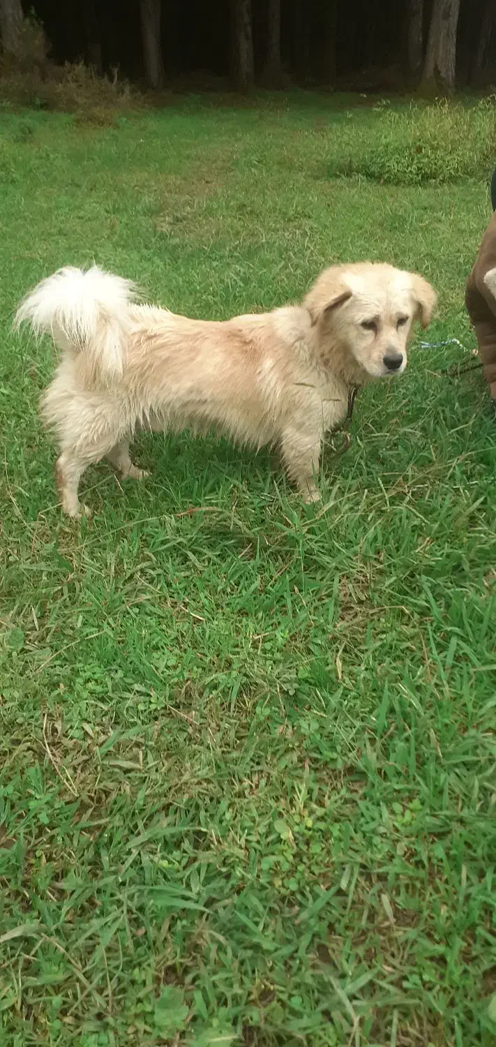 سگ خانگی|سگ|تالش, طولارود|دیوار