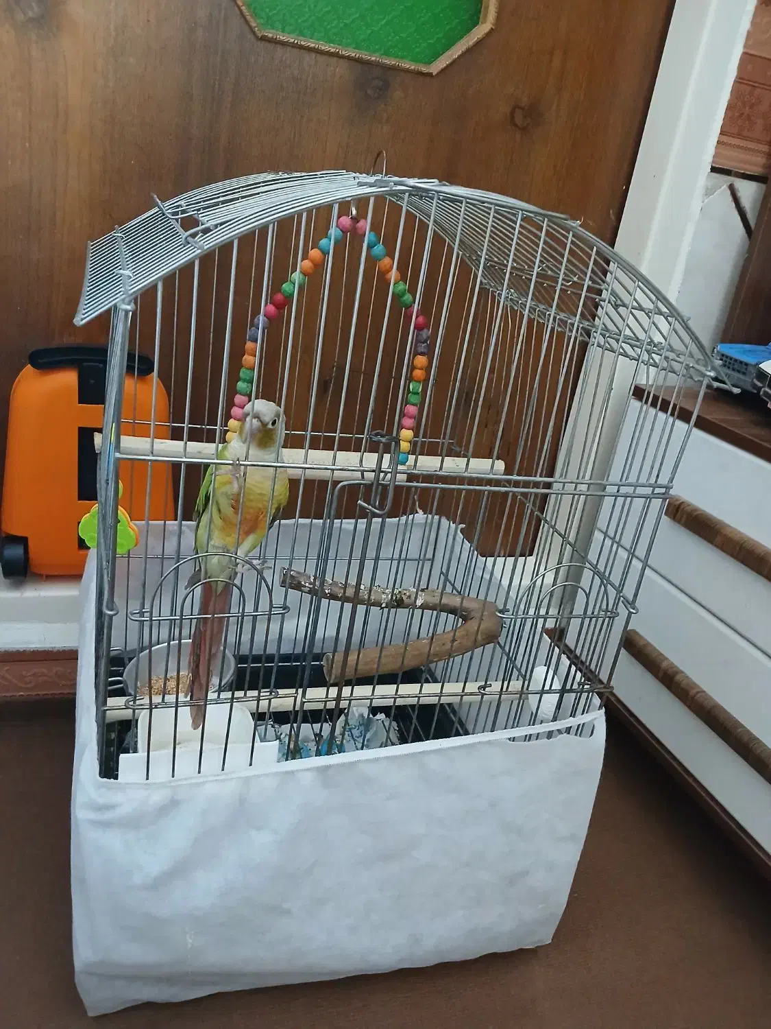 گرینچیک آناناسی|پرنده|ابهر, |دیوار