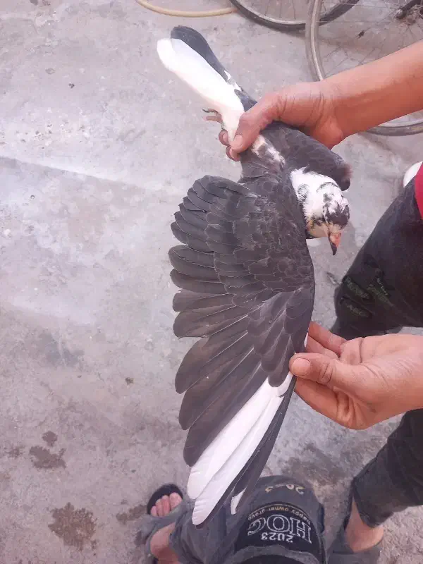 کبوتر|پرنده|باغ ملک, |دیوار