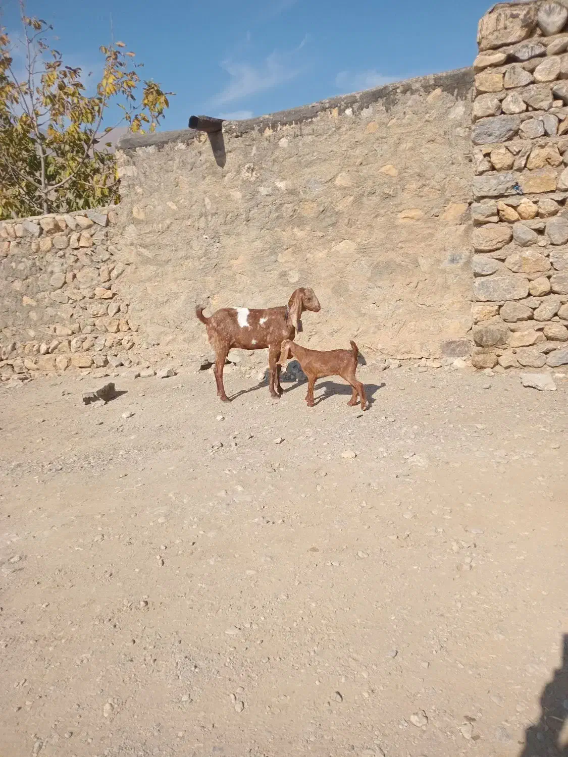 بزوبزغاله خارجی بدون شاخ|حیوانات مزرعه|بیرانوند, |دیوار