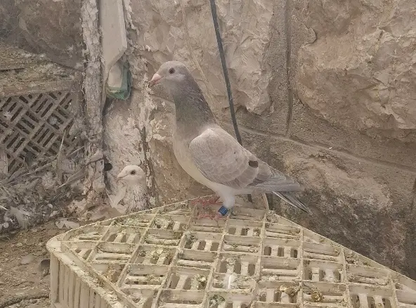 کفتر|پرنده|چناران, |دیوار