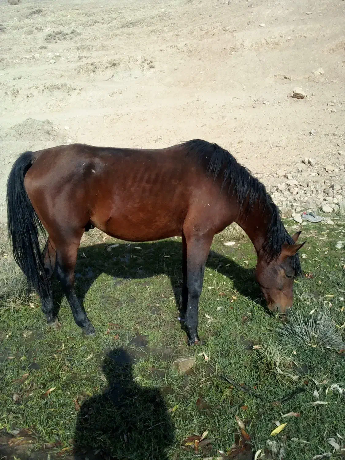 یه اسب کردویه مادیان کرد|اسب و تجهیزات اسب‌سواری|ارومیه, |دیوار