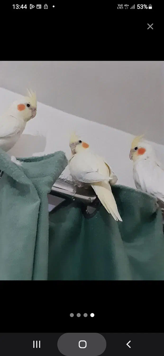 عروس هلندی|پرنده|اردبیل, |دیوار