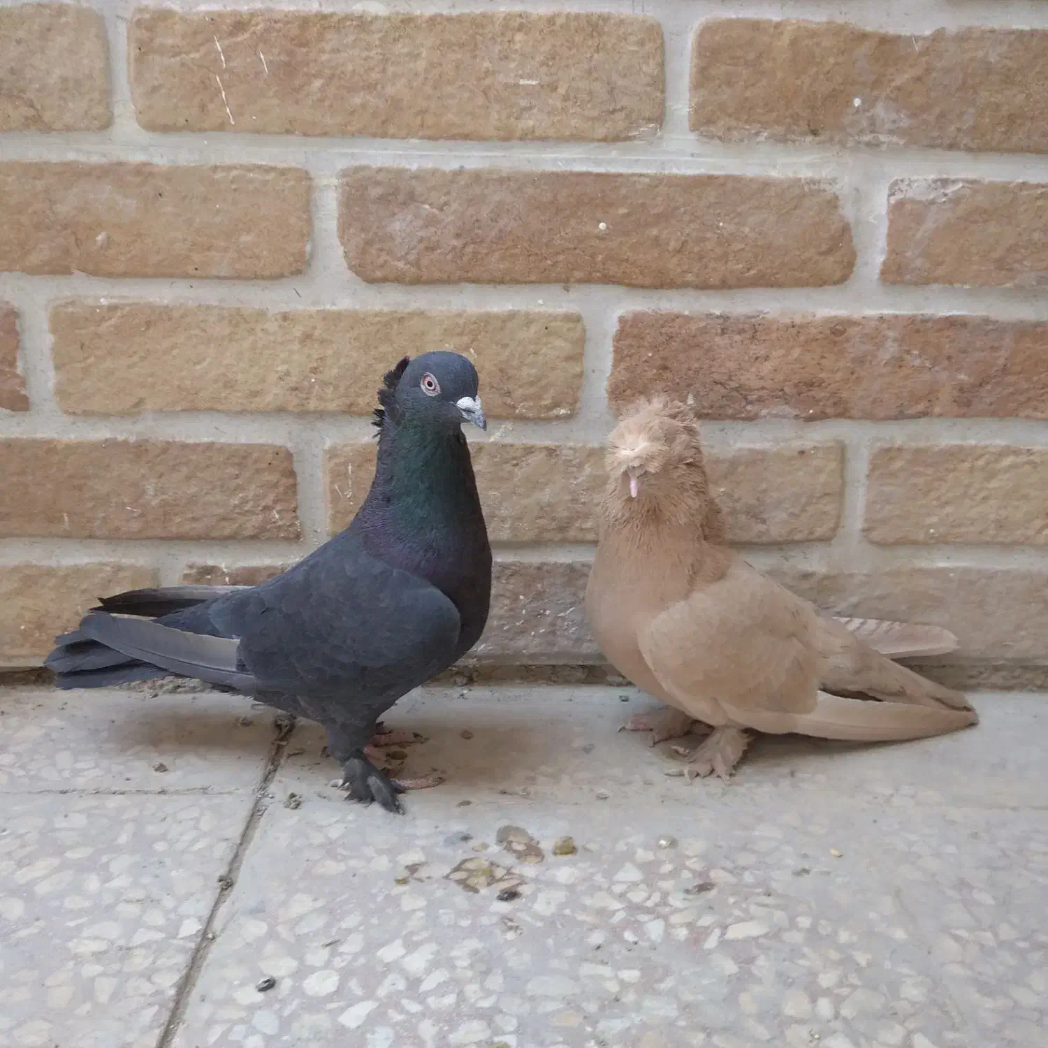 کبوتر راعبی|پرنده|قم, چهار مردان|دیوار