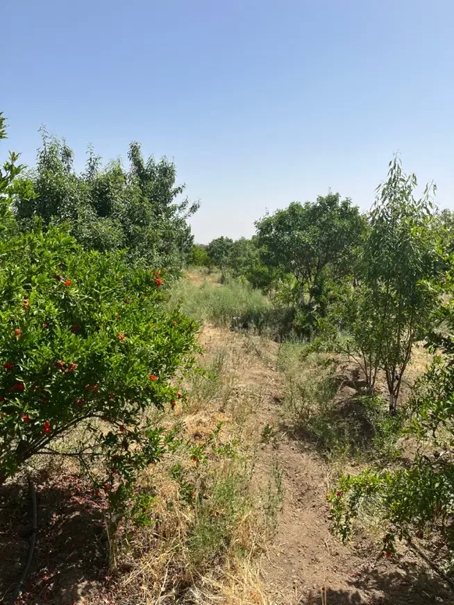 باغ|فروش زمین و ملک کلنگی|قم, نخودی|دیوار