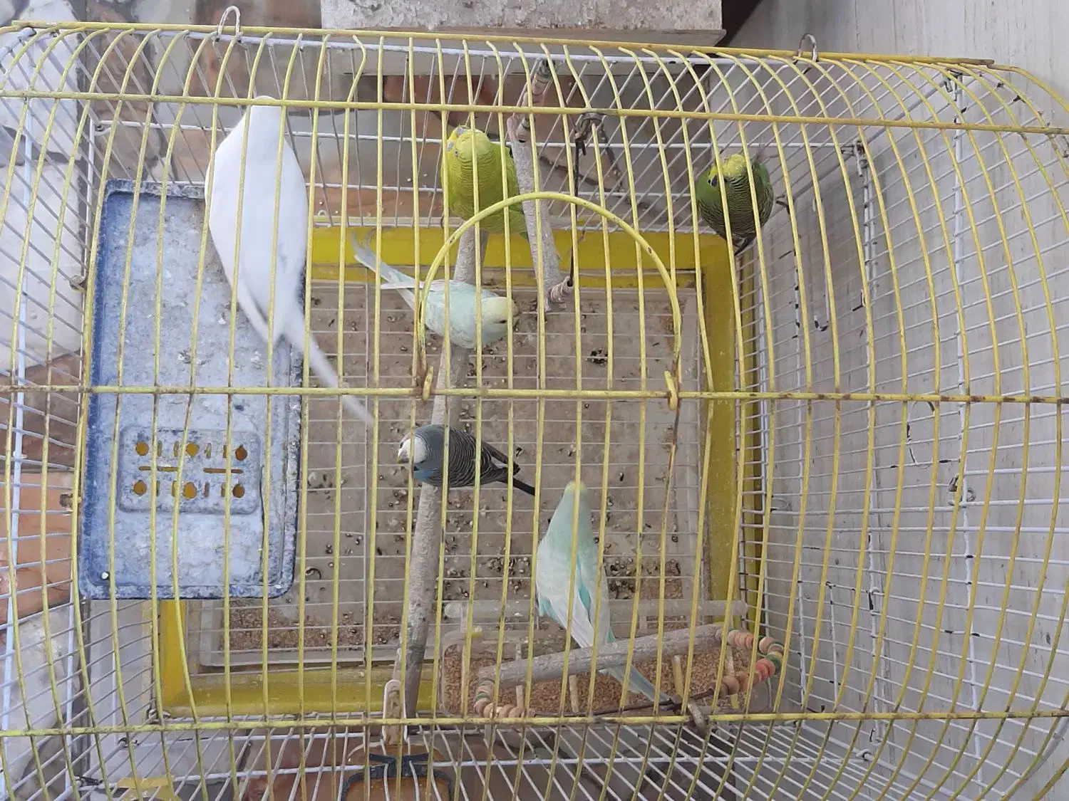 مرغ عشق|پرنده|اهواز, کوی پلیس|دیوار