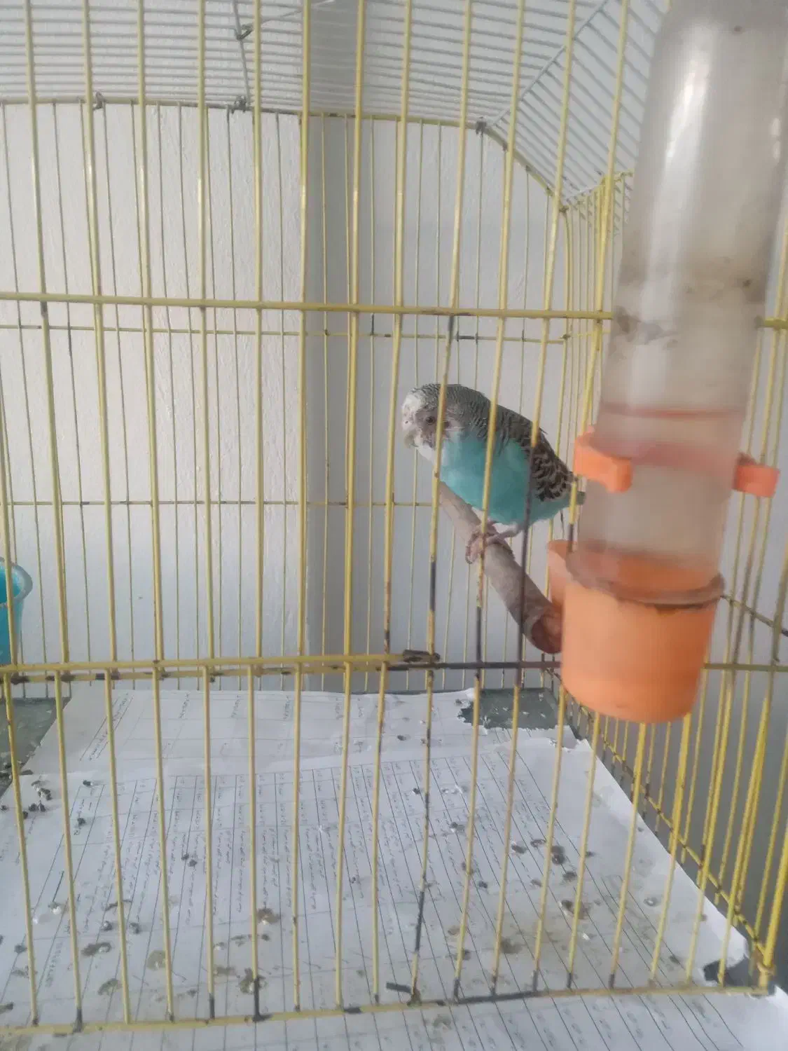 مرق عشقزبا قفس خوشگل|پرنده|رودسر, |دیوار