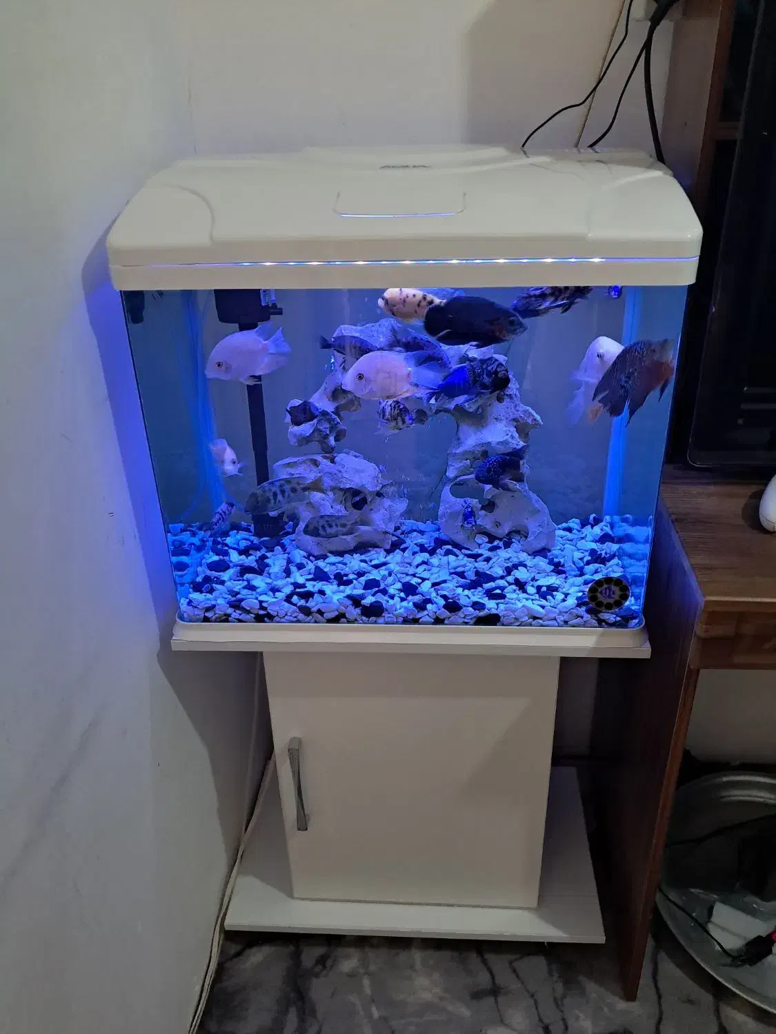 اکواریم با میز خودش|ماهی|اقبالیه, |دیوار