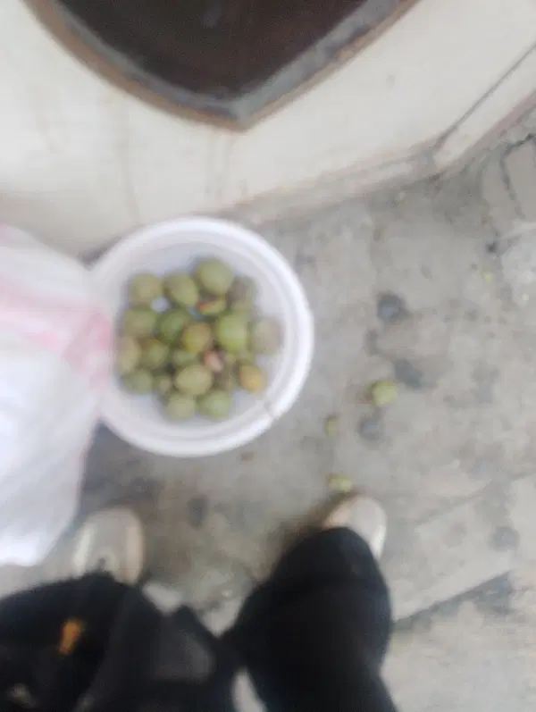 گردو|خوردنی و آشامیدنی|مشهد, رباط طرق|دیوار