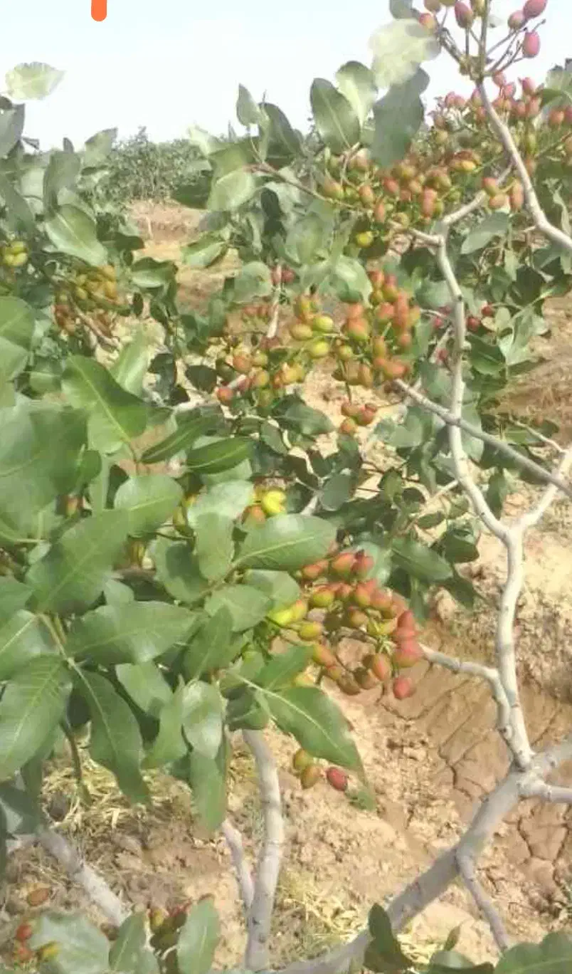 ۵ هکتار باغ پسته و زمین کشاورزی|فروش زمین و ملک کلنگی|مرودشت, محمد آباد|دیوار