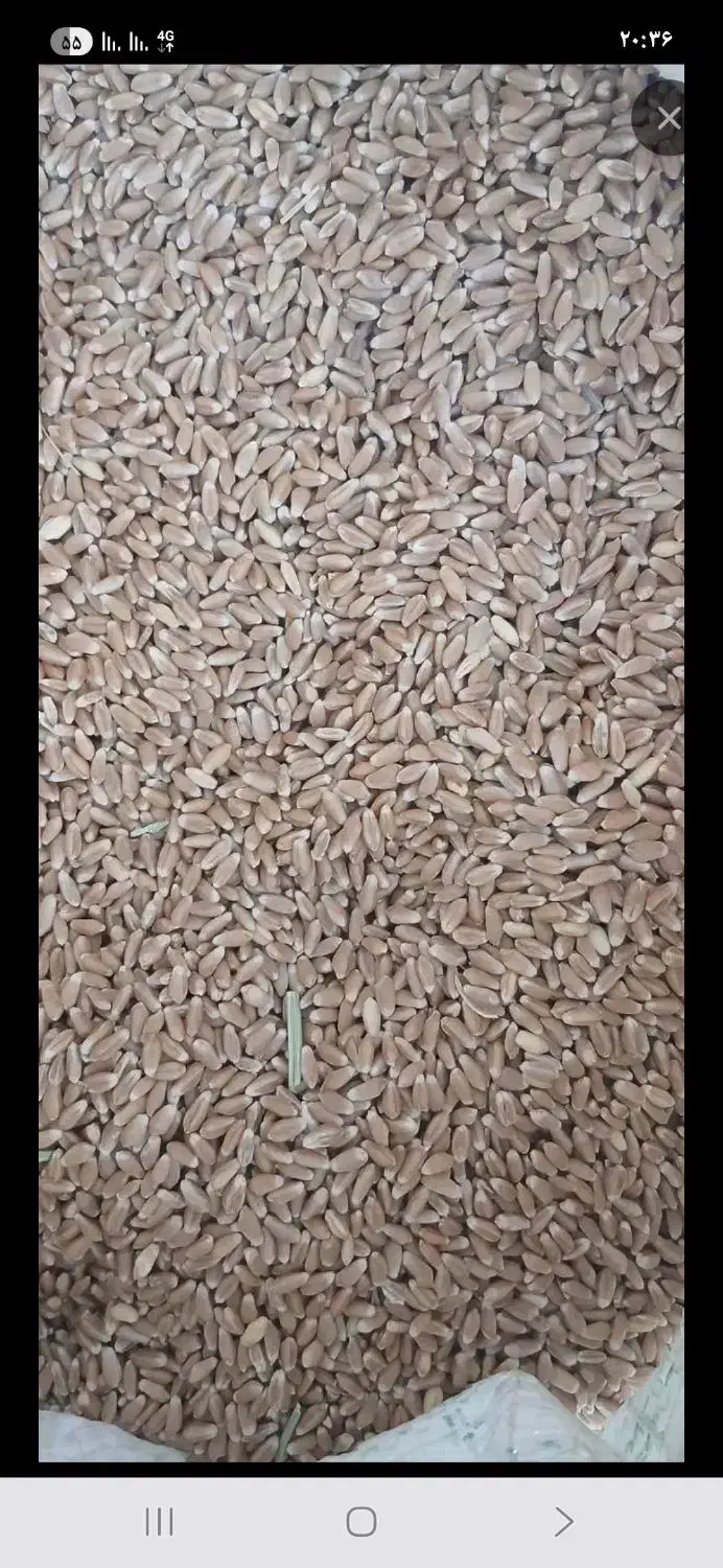 گندم اذر۲|لوازم جانبی حیوانات|بجنورد, |دیوار