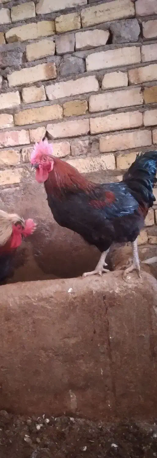 خروس محلی|حیوانات مزرعه|بزینه رود, |دیوار