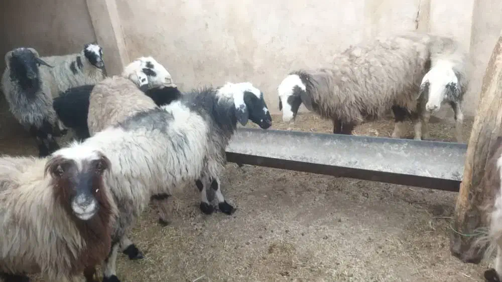 میش داشتی|حیوانات مزرعه|زرقان, |دیوار