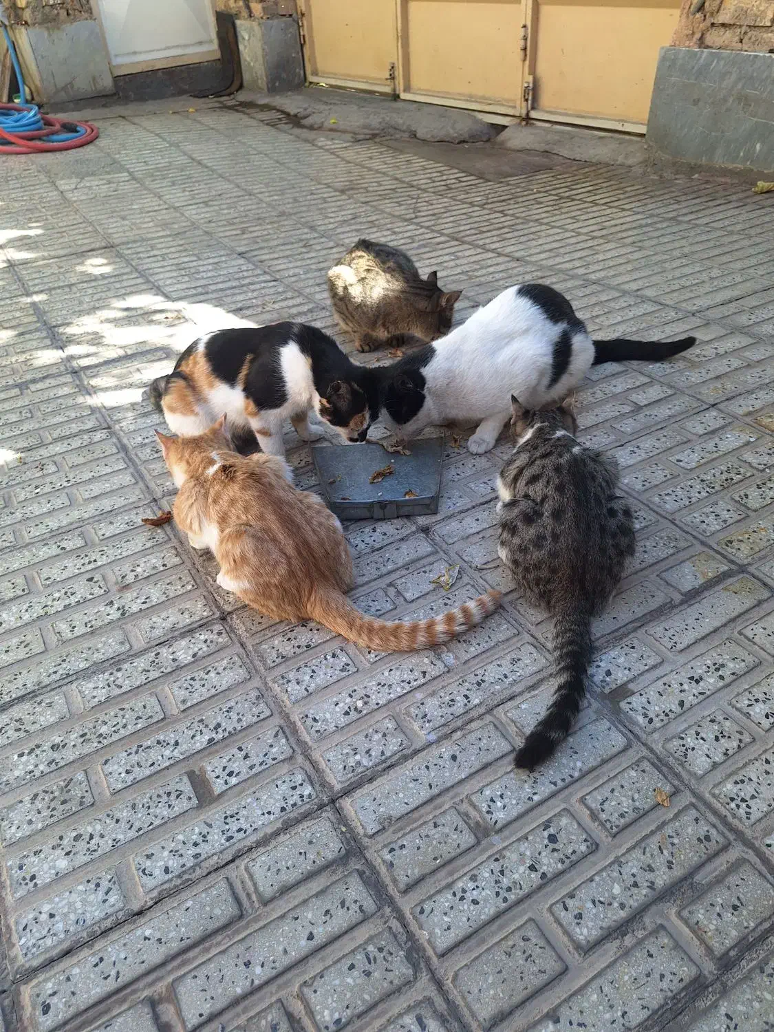 واگذاری رایگان بچه گربه ۲ماهه و۵ماهه خانگی|گربه|مبارکه, |دیوار