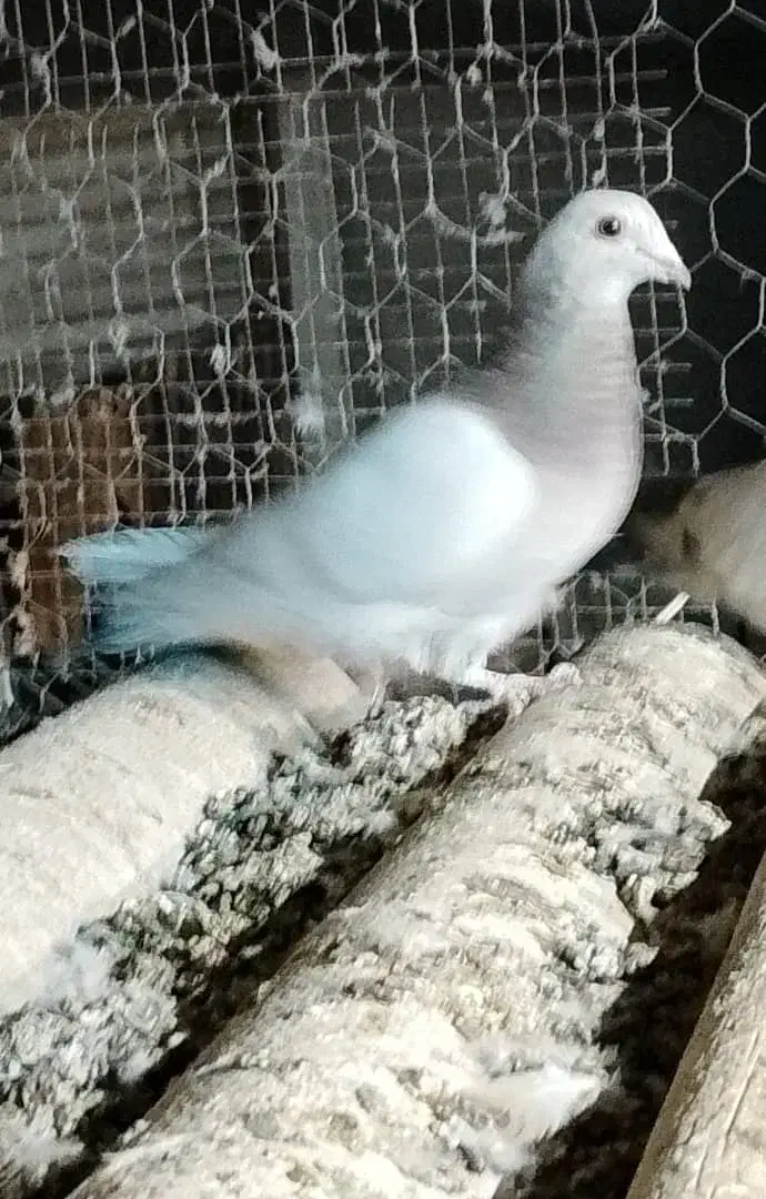 کفتر|پرنده|تهران, پامنار|دیوار