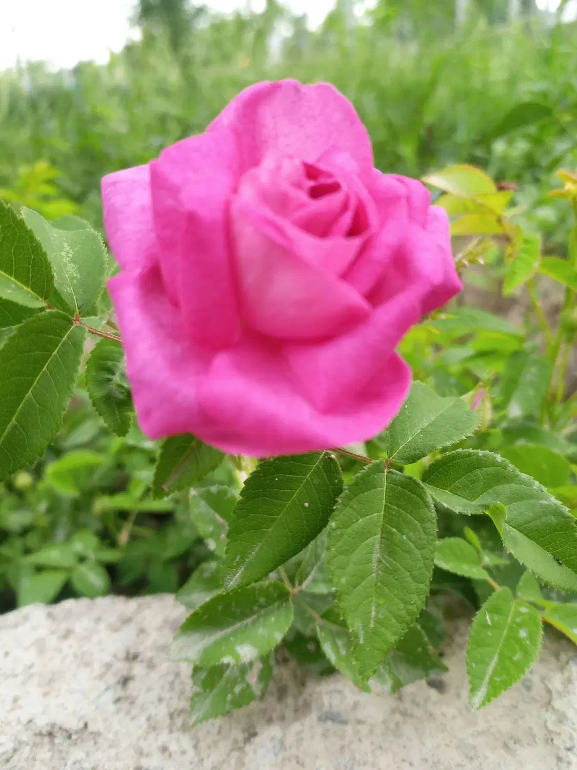 جویای کار هستم|فعالیت داوطلبانه|سهند, |دیوار