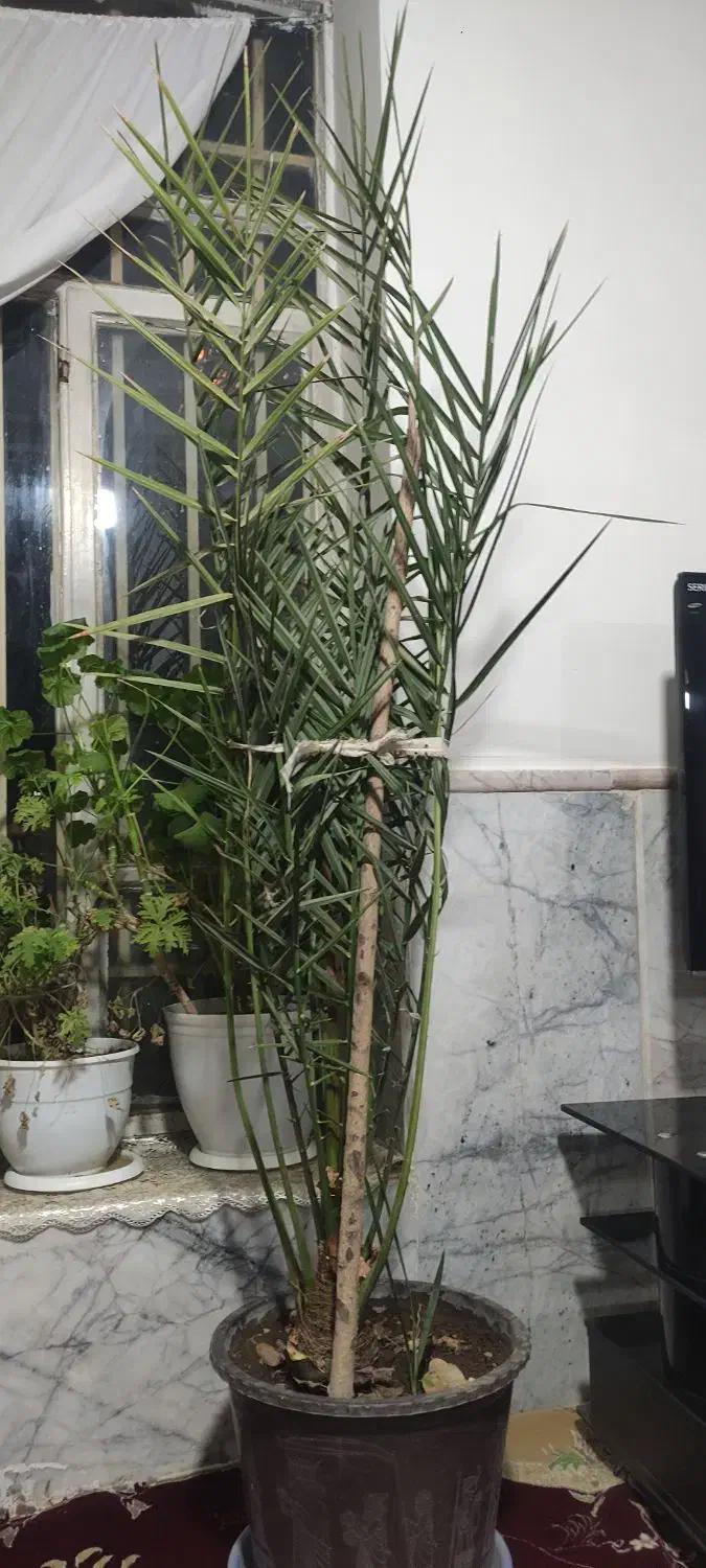 درختچه خرما|گل و گیاه طبیعی|چناران, |دیوار