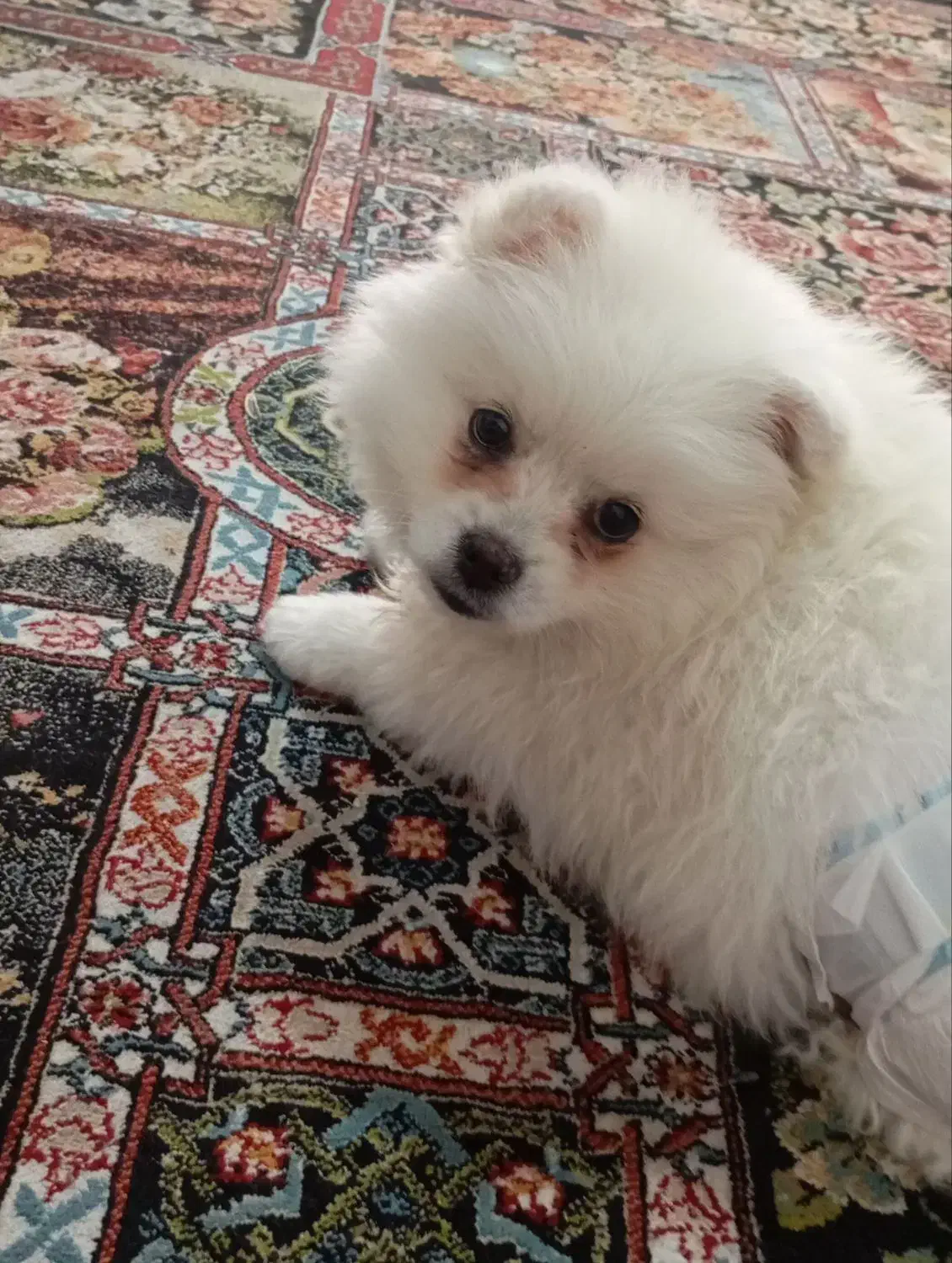 سگ چهار ماهه نر تازه واکسیناسیون شده سالم سلامت|سگ|پاکدشت, حصار امیر|دیوار