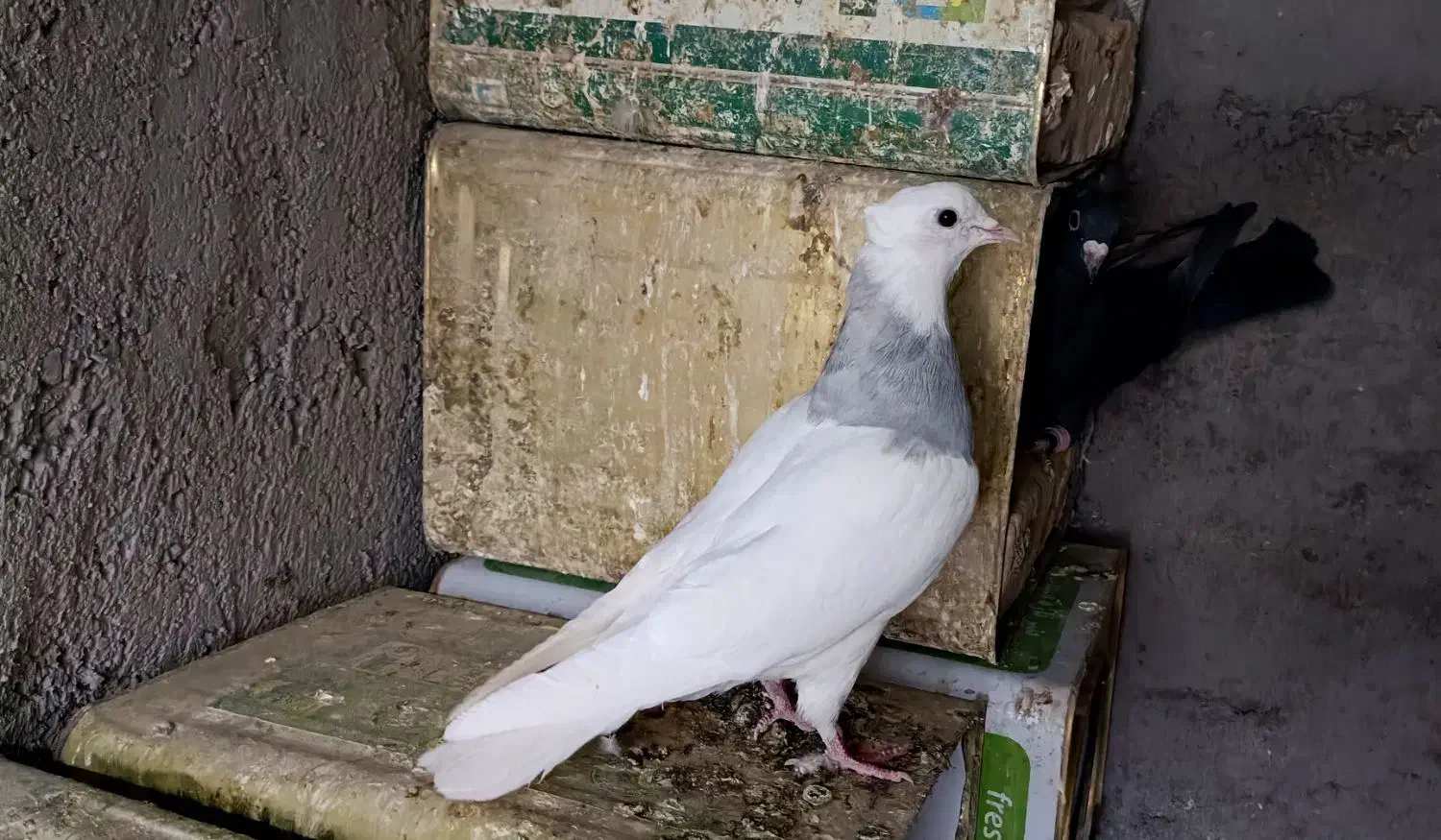 کفتر ماده طوقی یخی نسل درست کاکل میخ|پرنده|قائن, |دیوار