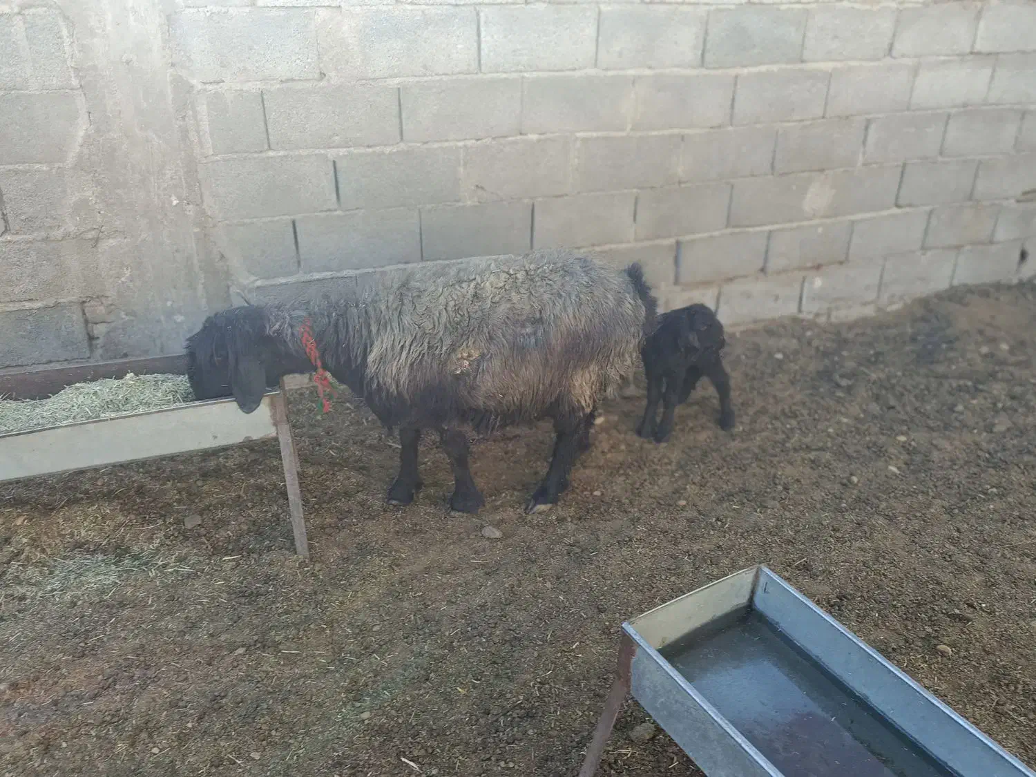 میش بختیاری|حیوانات مزرعه|جونقان, |دیوار