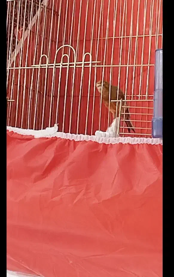 قناری نر شلاقی|پرنده|خمینی‌شهر, |دیوار