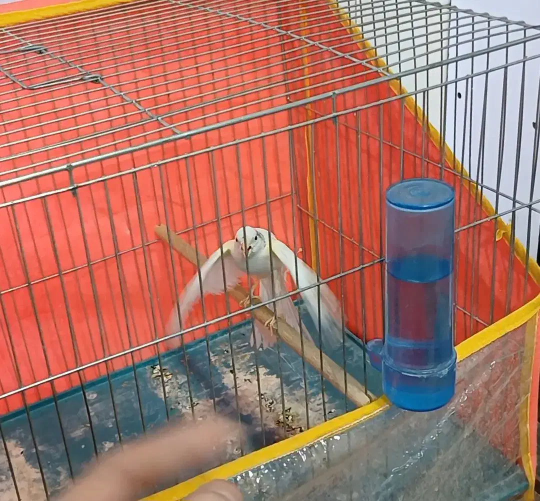 قناری نر سفید دستی|پرنده|شیراز, کوزه گری|دیوار