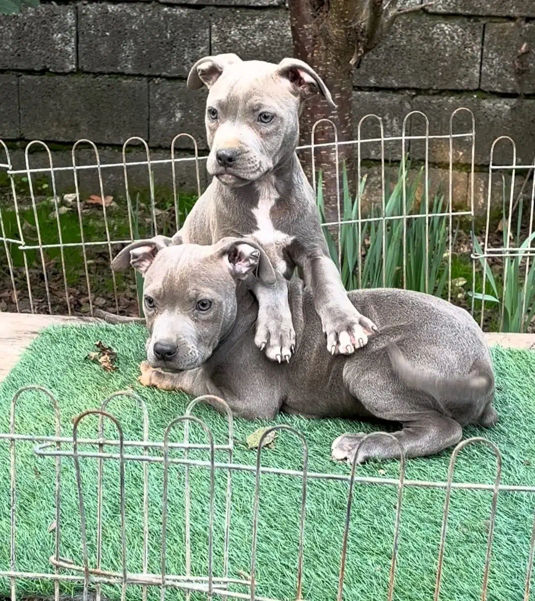 توله پیتبول بلو|سگ|رشت, گلسار|دیوار