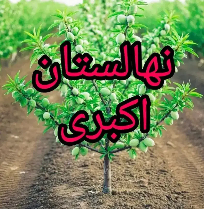 نهال در میاندربند|خدمات باغبانی و درختکاری|کرمانشاه, |دیوار
