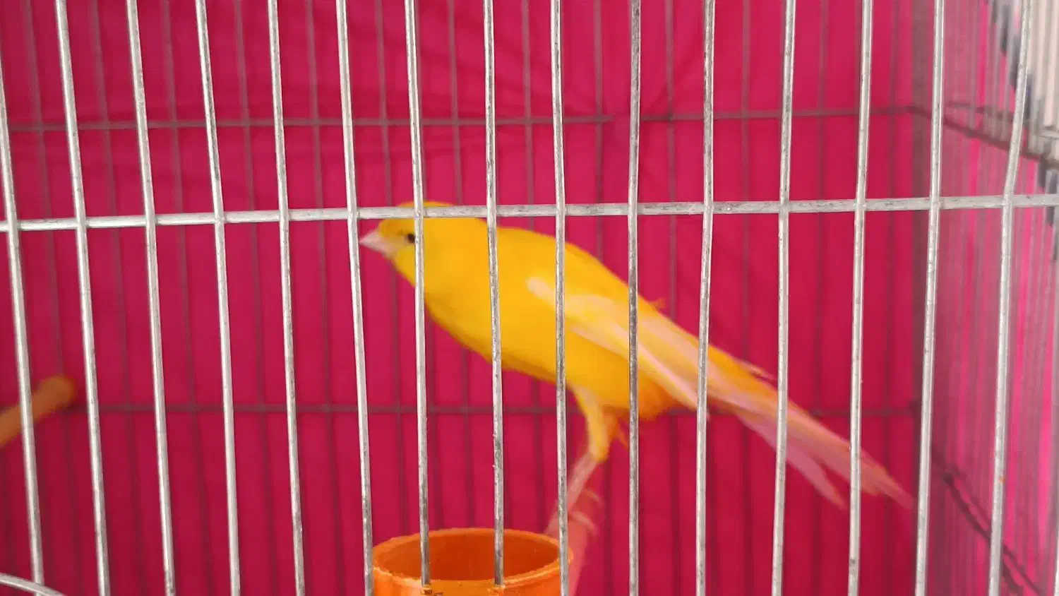 یک عدد قناری نر طلایی نژاد خاص|پرنده|قزوین, |دیوار