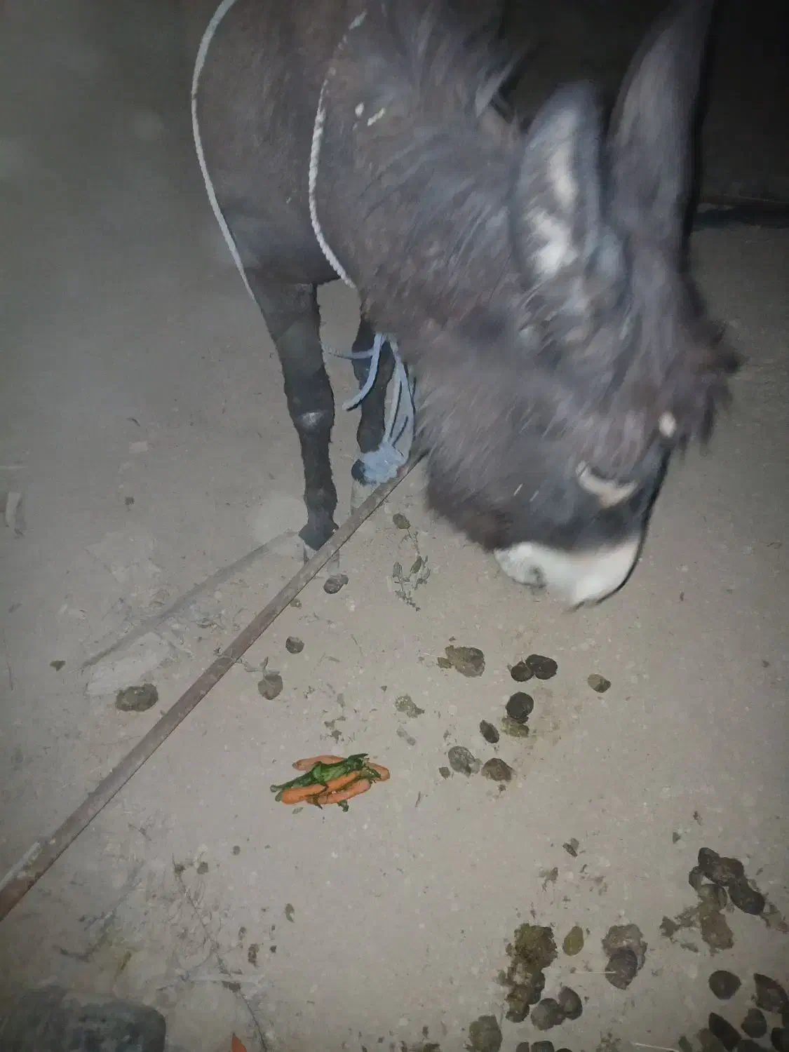 شیرالاغ|حیوانات مزرعه|شهریار, دهشاد پائین|دیوار