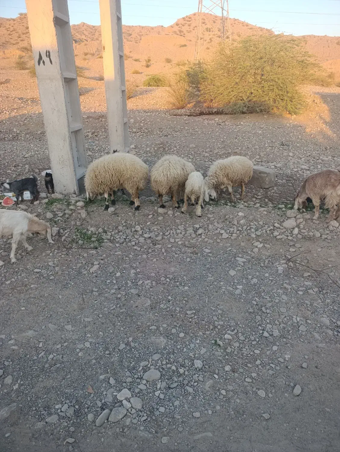 بز و بره|حیوانات مزرعه|میناب, |دیوار