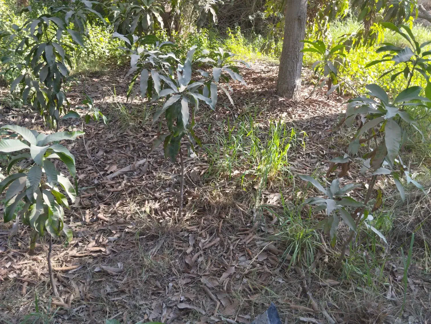 نهال انبه محلی|گل و گیاه طبیعی|بند زرک, |دیوار