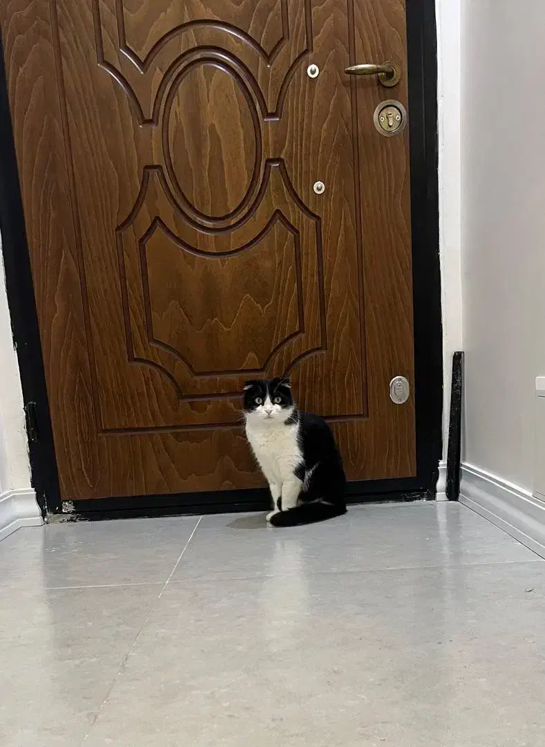 گربه اسکاتیش فولد ۷ساله|گربه|اندیشه, اندیشه فاز ۳|دیوار