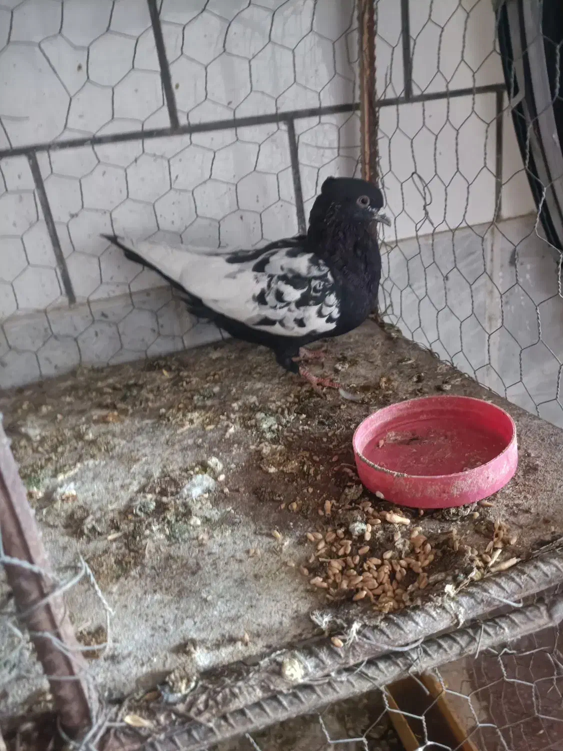 کفتر سینه سیاه نر دوکت سفید پسکنت بالا|پرنده|جهرم, |دیوار