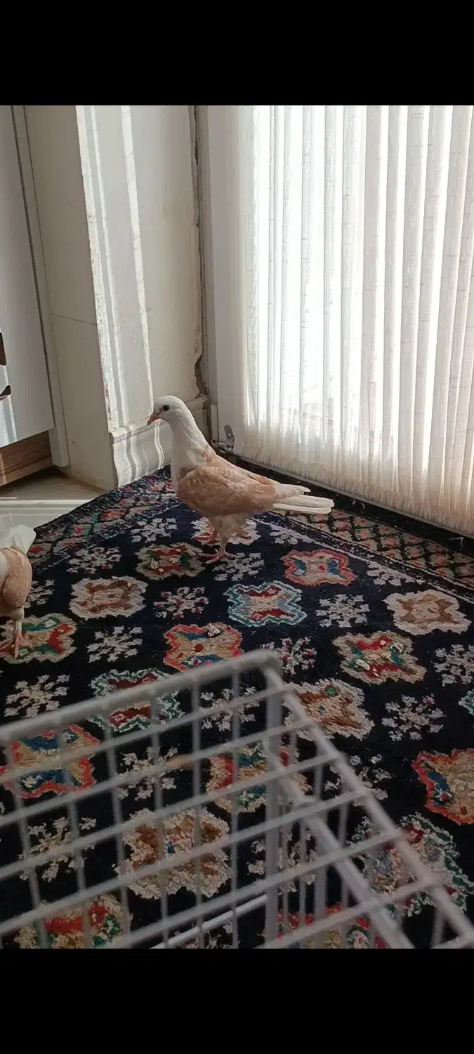 کله سفید کربلایی|پرنده|فردوس (خراسان), |دیوار