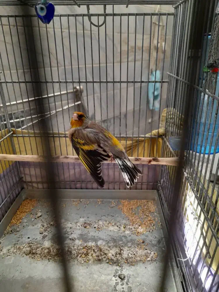 ((سهره قناری لر بخون))|پرنده|ری, شهادت|دیوار