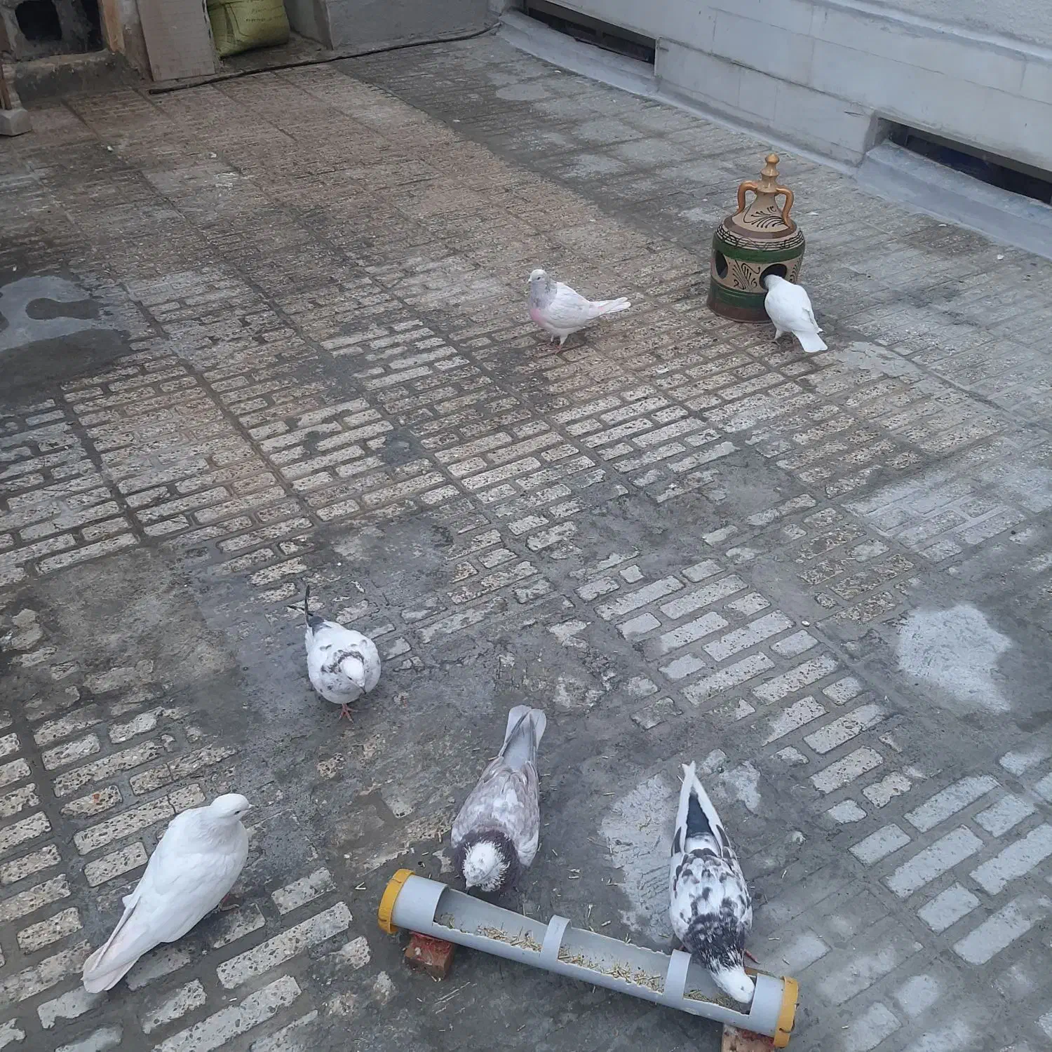 حیوان|پرنده|ازنا, |دیوار