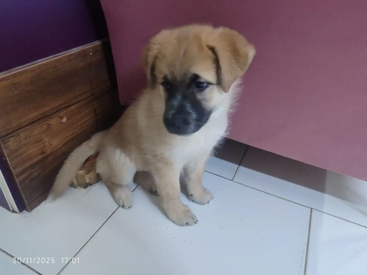 توله ژرمن ماده|سگ|پاکدشت, شهرک امام رضا|دیوار